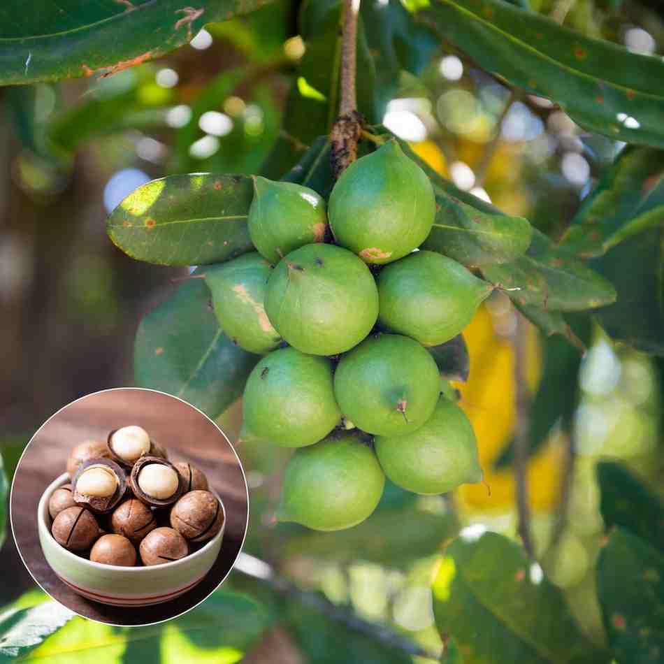 Macadamia Nut Plant Original Variety