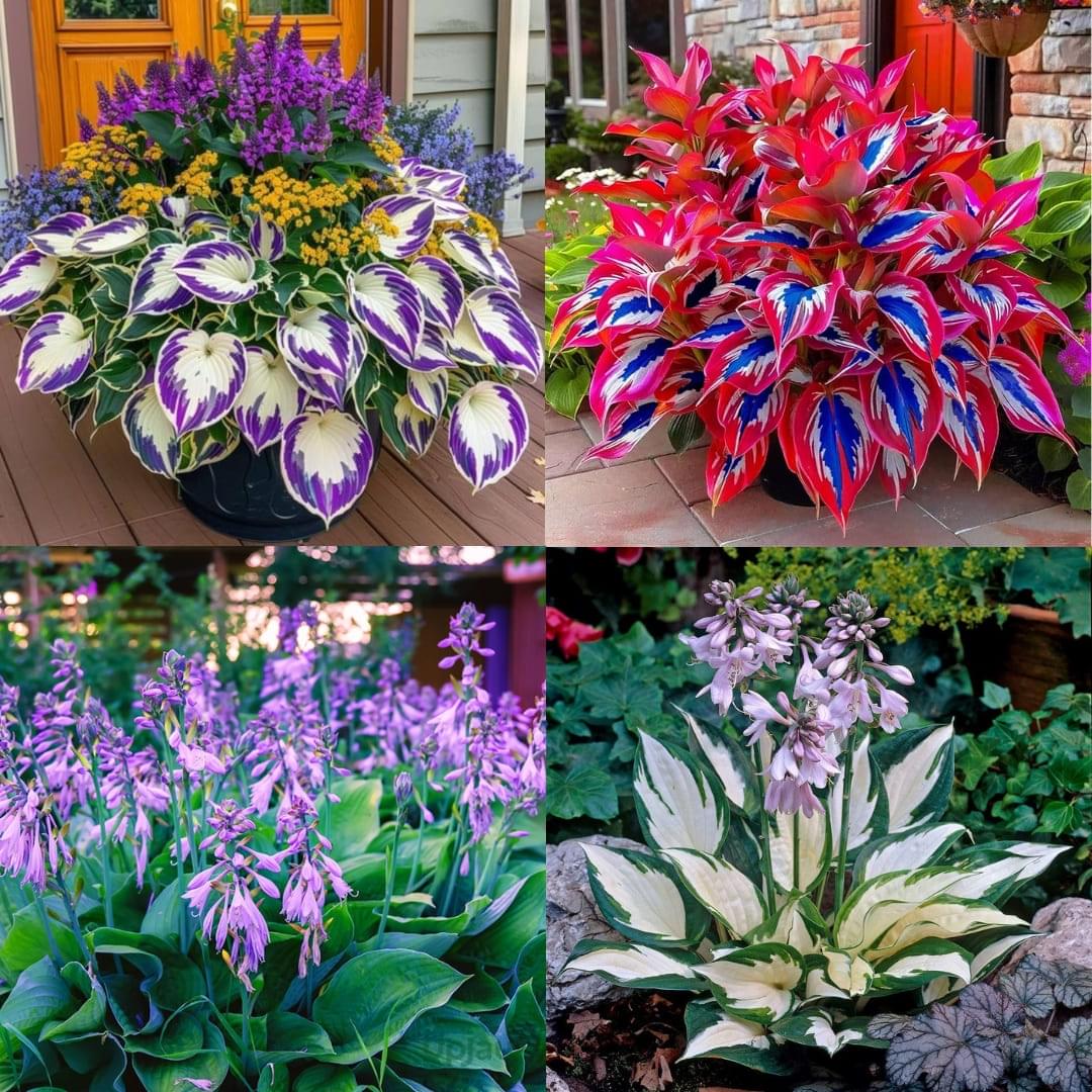 Imported hyacinth hosta perennial seeds pack of 50
