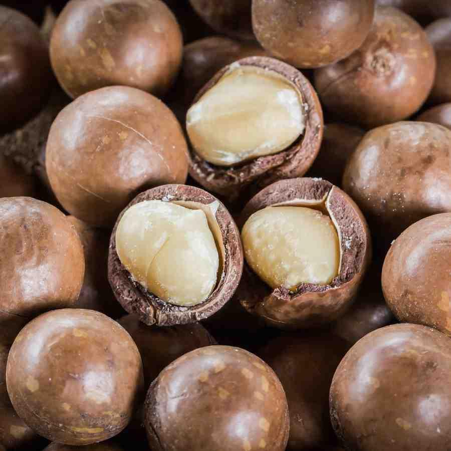 Macadamia Nut Plant Original Variety - Image 2