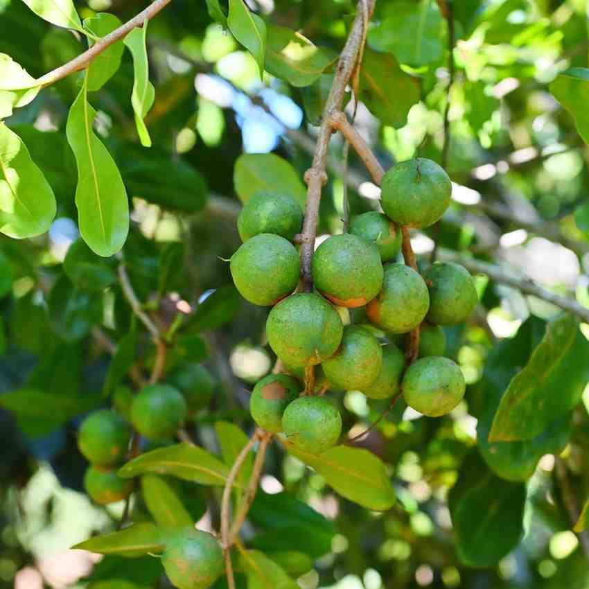 Macadamia Nut Plant Original Variety - Image 3