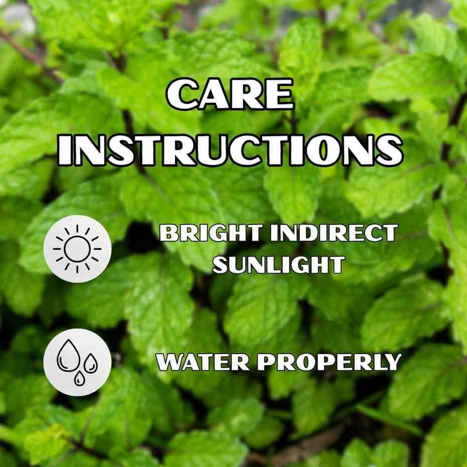 Fresh Mint Plant (Pudina) - With Hanging Pot - Image 3