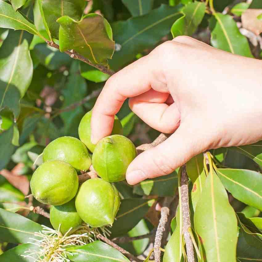 Macadamia Nut Plant Original Variety - Image 5