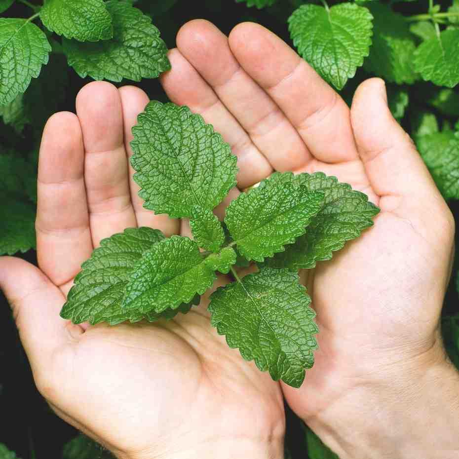 Fresh Mint Plant (Pudina) - With Hanging Pot - Image 5