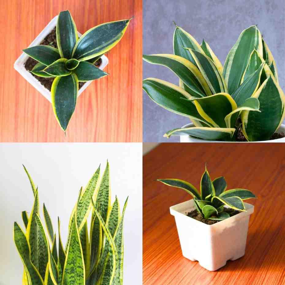 Snake Plant - Golden Hahnii - With 4 Inch Plastic Pot - Image 6