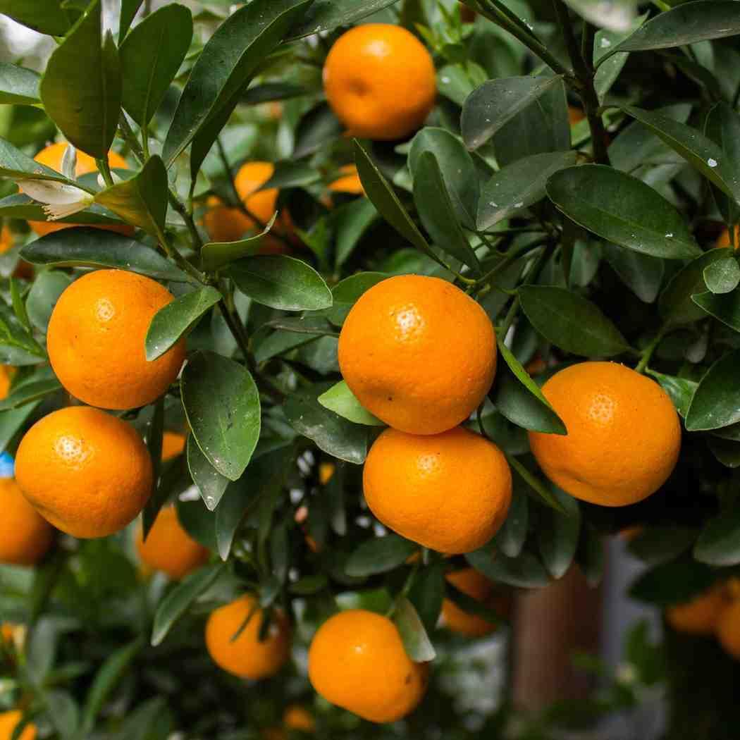 Malta Mosambi- Fruits Live Plant