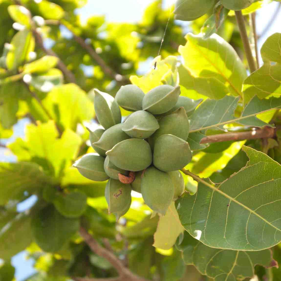Almond Plant Live, Indian Almond Tree (Kath Badam) - Image 2