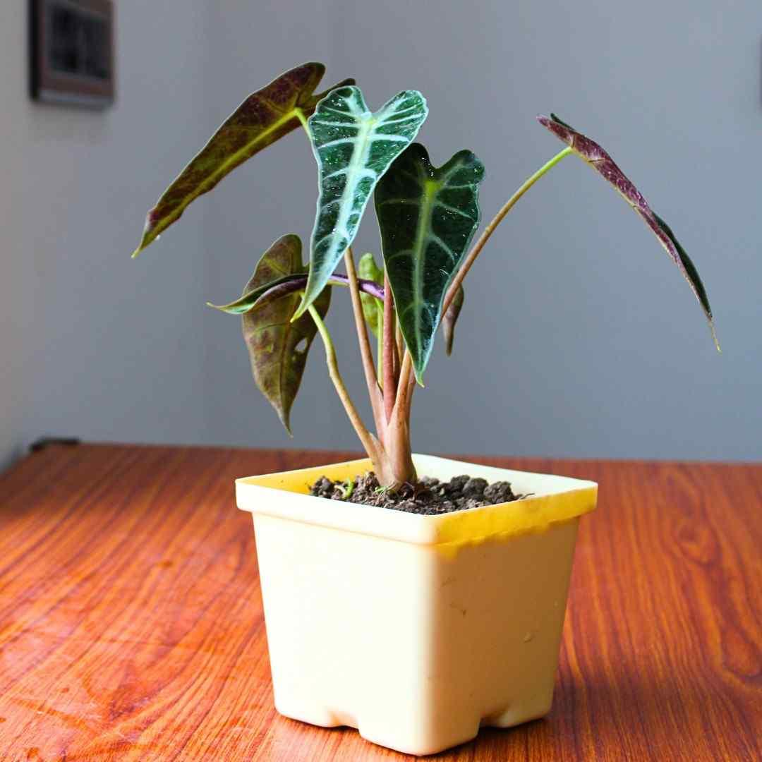 Alocasia Black Velvet Live Indoor Plant - With 4 Inch Pot - Pack Of 2