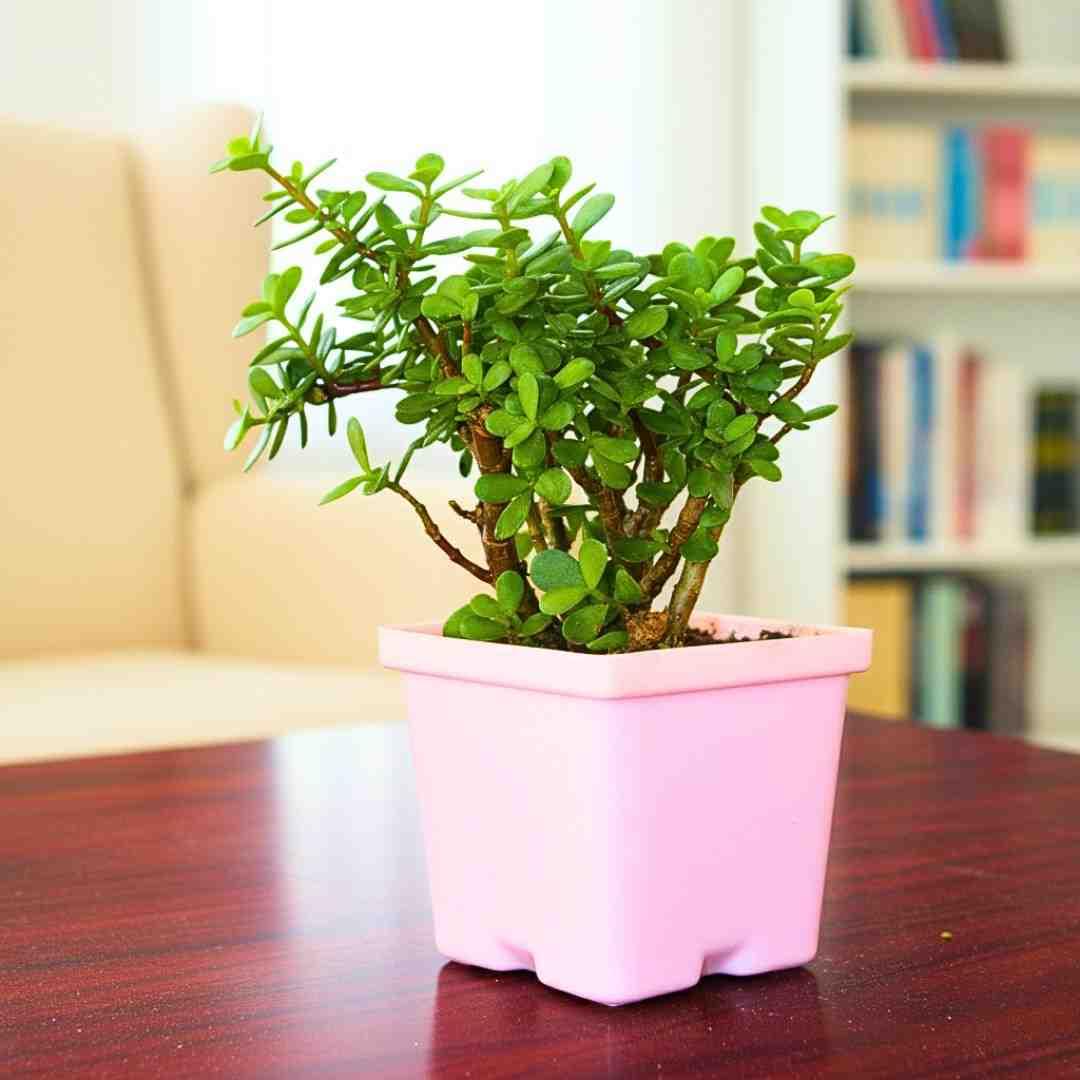 Jade Plant - With 4 Inch Pot - Pack Of 2