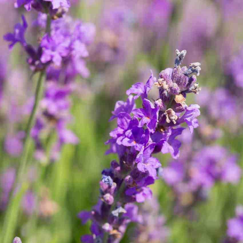 Lavender Flower Live Plant