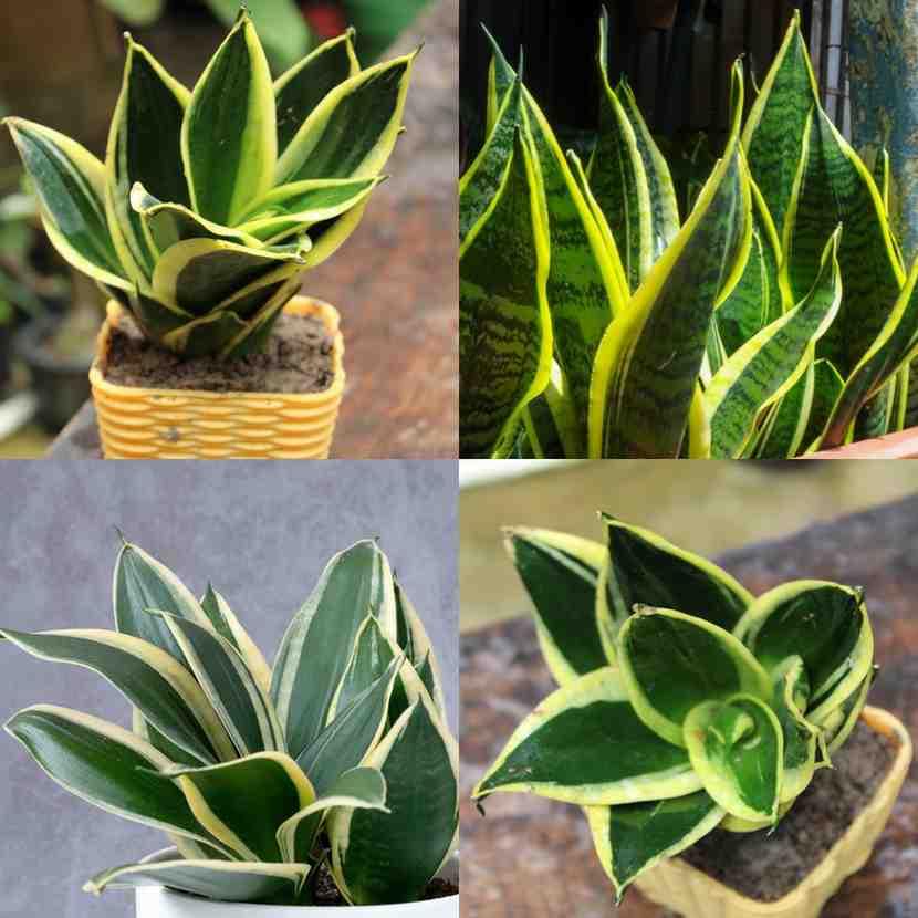 Snake Plant - Golden Hahnii - With 3 Inch Plastic Pot - Image 2