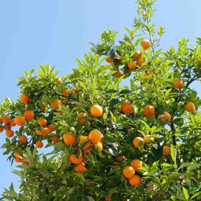 Malta Mosambi- Fruits Live Plant - Image 2