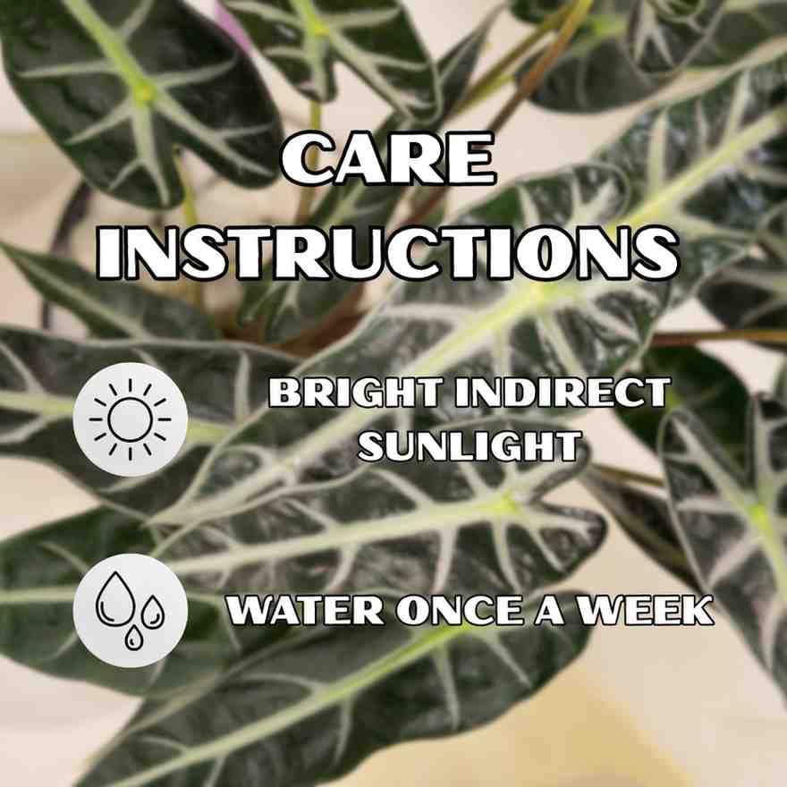 Alocasia Black Velvet Live Indoor Plant - With 4 Inch Pot - Pack Of 2 - Image 2