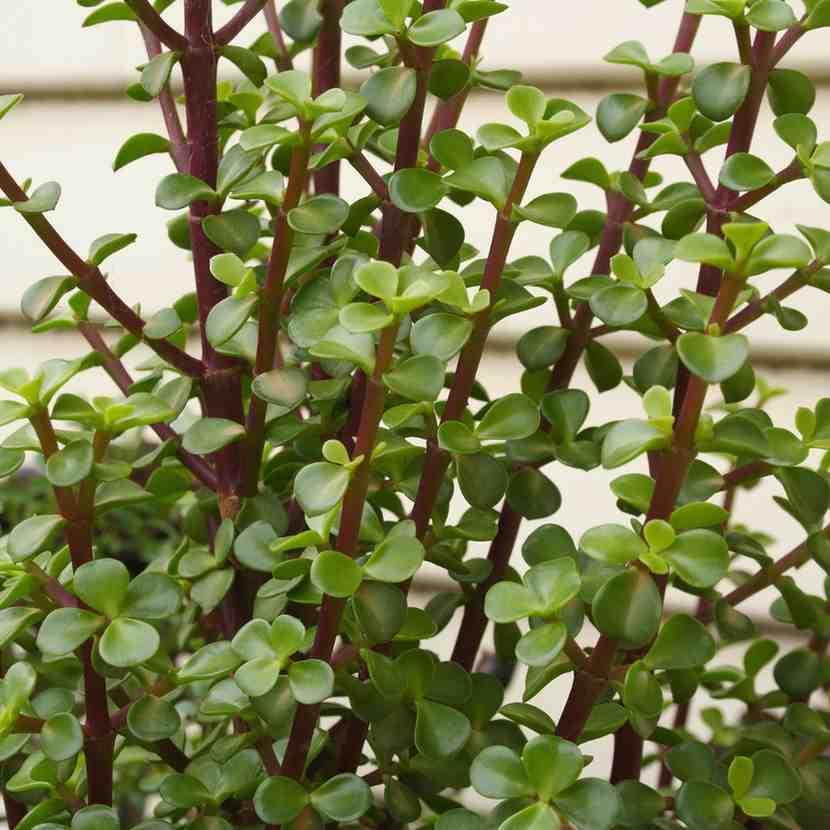 Jade Plant - With 4 Inch Pot - Pack Of 2 - Image 3