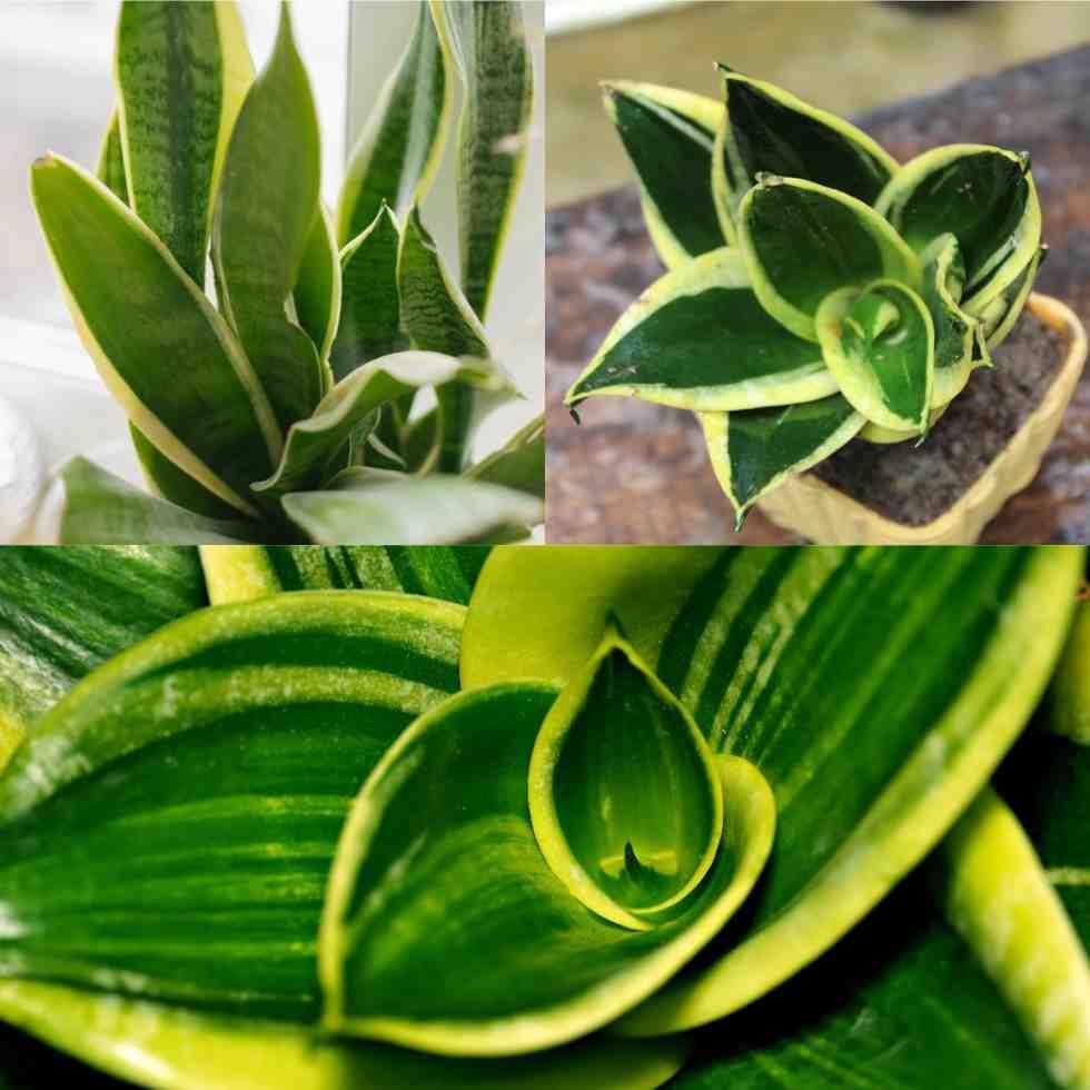 Snake Plant - Golden Hahnii - With 3 Inch Plastic Pot - Image 3