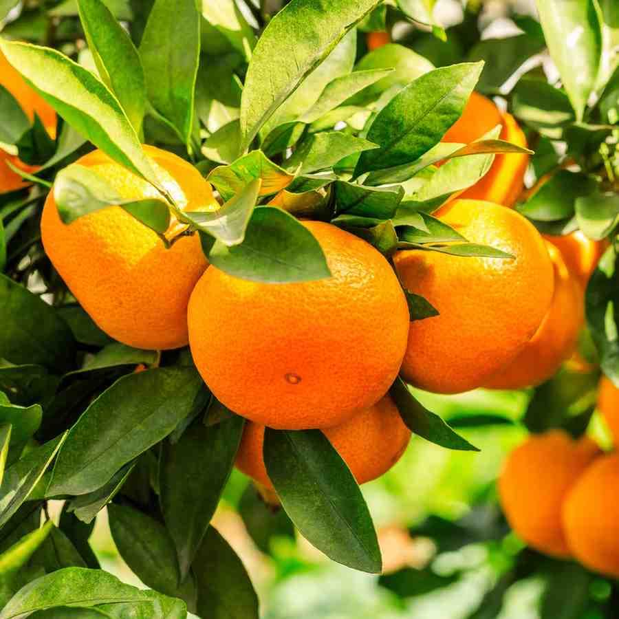 Malta Mosambi- Fruits Live Plant - Image 3