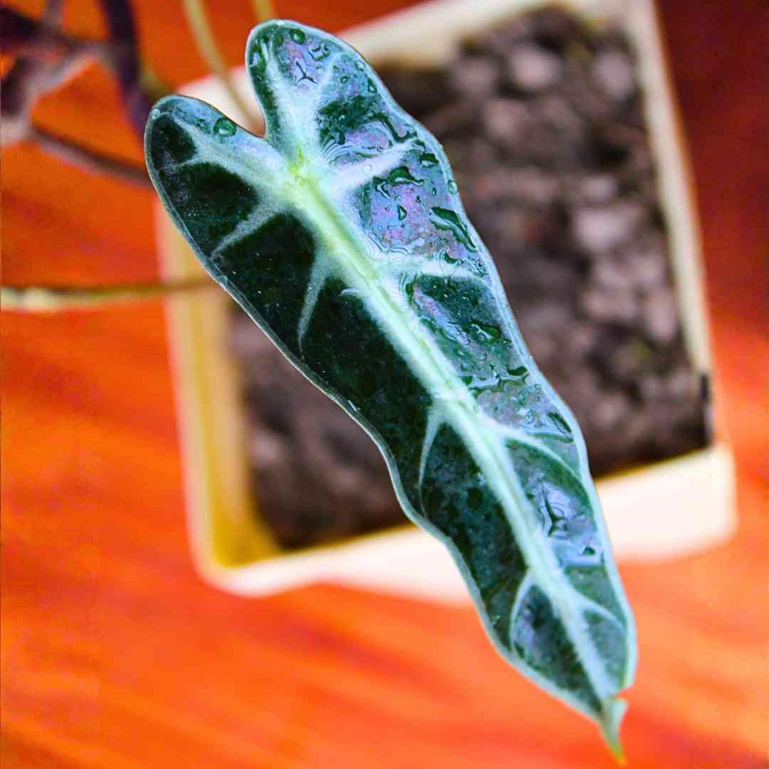 Alocasia Black Velvet Live Indoor Plant - With 4 Inch Pot - Pack Of 2 - Image 3