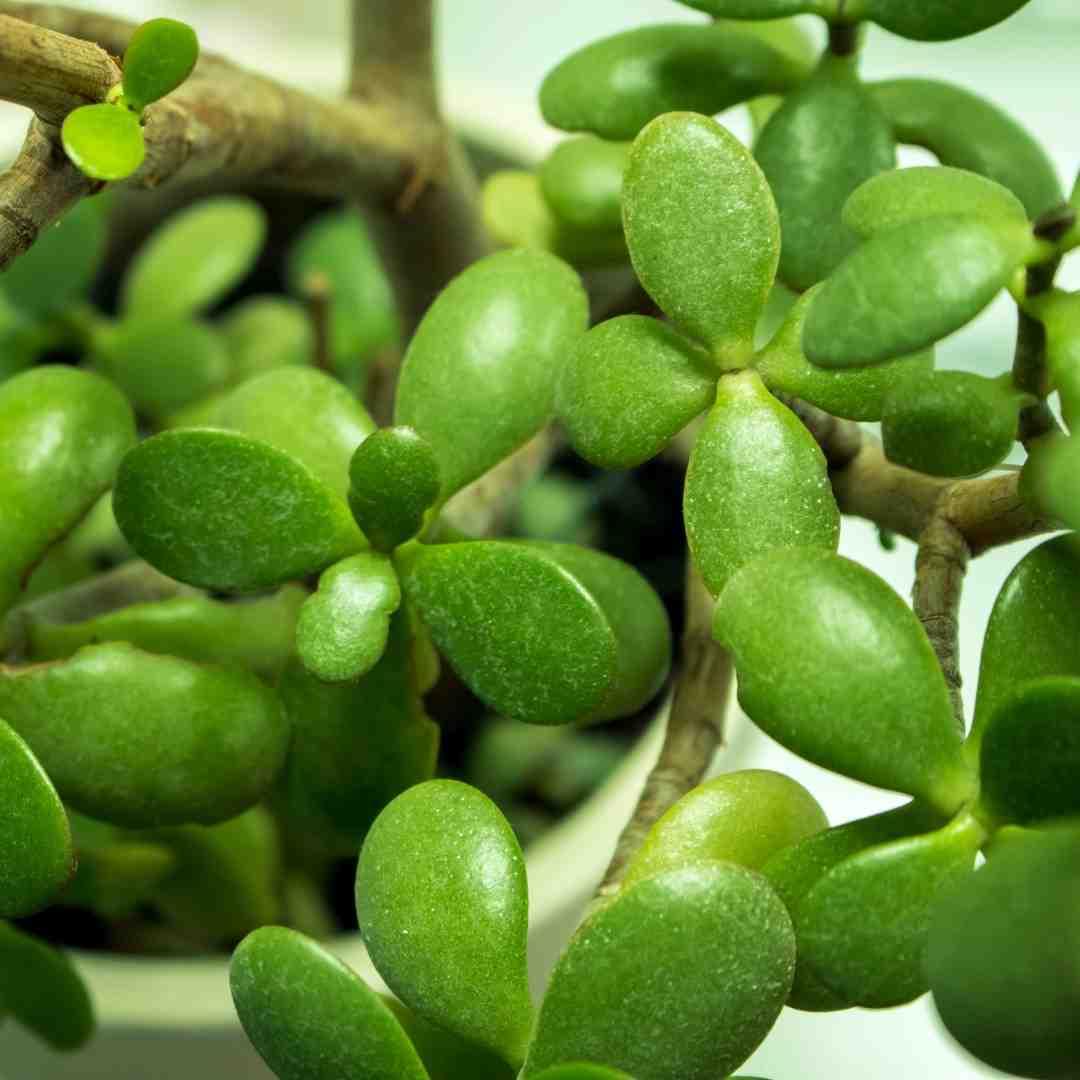 Jade Plant - With 4 Inch Pot - Pack Of 2 - Image 2