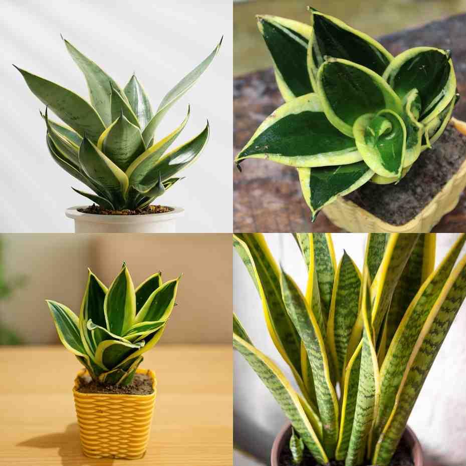 Snake Plant - Golden Hahnii - With 3 Inch Plastic Pot - Image 4