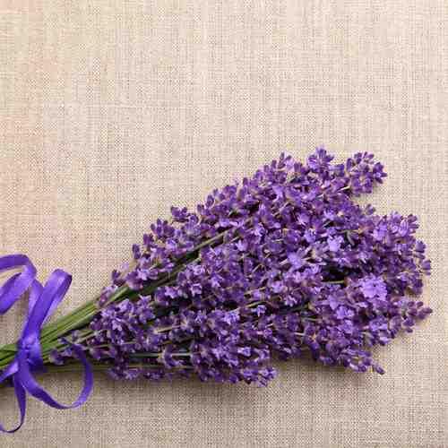 Lavender Flower Live Plant - Image 4