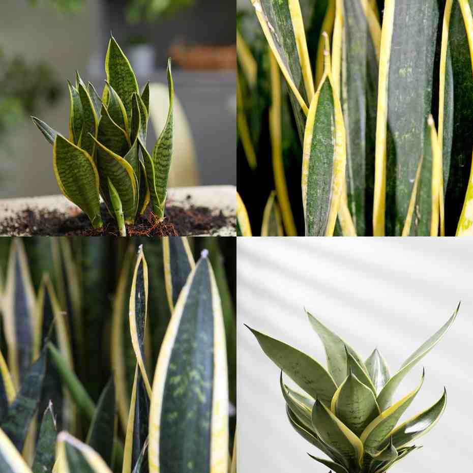 Snake Plant - Golden Hahnii - With 3 Inch Plastic Pot - Image 5